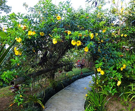 Fail:Allamanda cathartica in Costa Rica.jpg