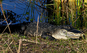 An alligator in the Alafia River State Park