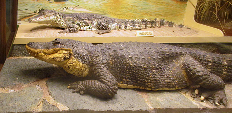 File:Alligatorn Smilet och en nilkrokodil på Göteborgs Naturhistoriska Museum 7948.jpg