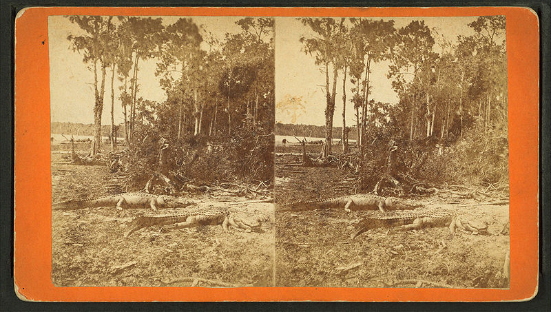 File:Alligators, by Aiken, George L., 1830-1876.jpg