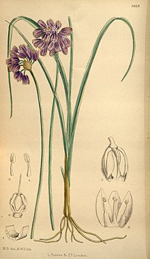 Allium sikkimense 146-8858.jpg