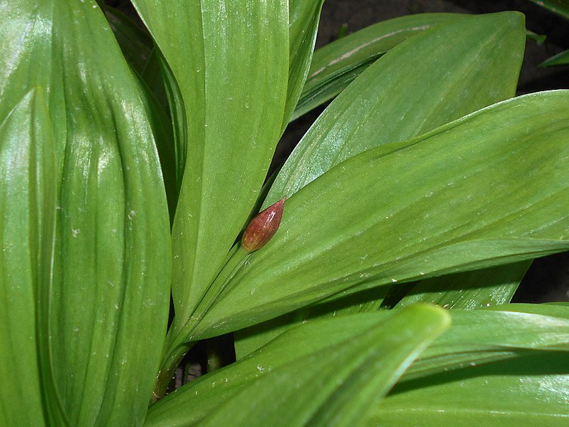 File:Allium victorialis 2016-04-19 7806.JPG