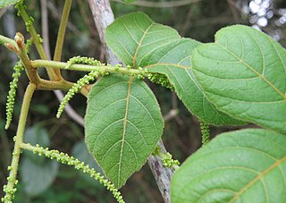 <i>Allophylus cobbe</i> Species of plant in the family Sapindaceae