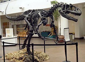 Avetheropoda: Coelurosaurları ve carnosaurları içeren dinozor kladı