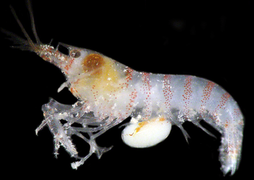 April 7: Shrimp Alpheus with parasite Cryptoniscidae attached