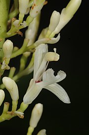 Alpinia galanga (L.) Willd. Alpinia galanga (L.) Willd.jpg