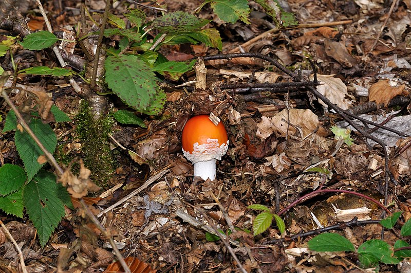 File:Amanita muscaria qtl5.jpg