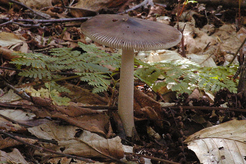 File:Amanita vaginata 6820.jpg