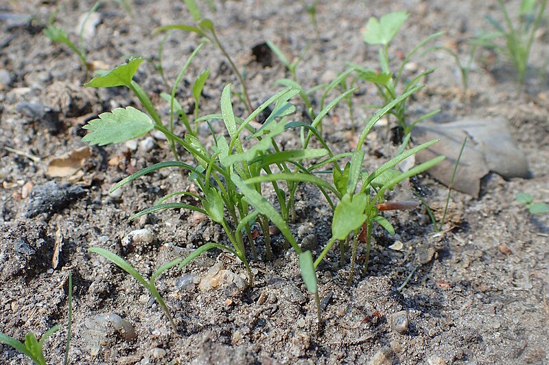 File:Ammi majus kz01.jpg