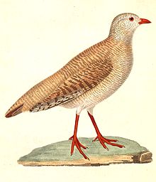 Illustration depicting the plumage of a female sand partridge. Ammoperdix heyi female 1838.jpg