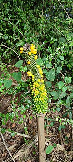 Amorphophallus konjac — Wikipédia