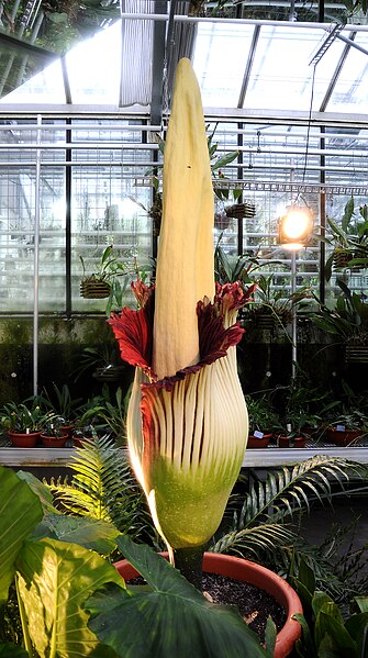 File:Amorphophallus titanum - Botanischer Garten der Universität Basel 03.jpg