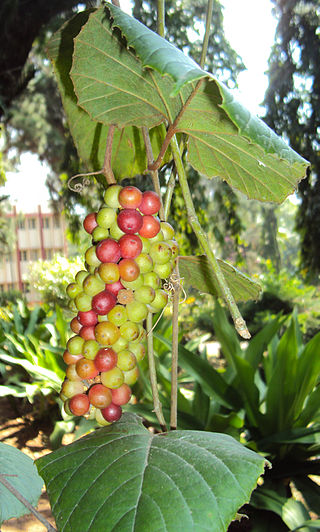 <i>Ampelocissus latifolia</i> Species of grapevine