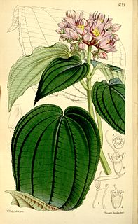 <i>Amphiblemma</i> Genus of flowering plants