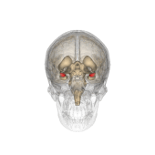 Localizzazione dell'amigdala nell'encefalo umano, evidenziato in rosso