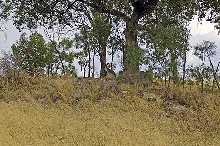 Tập_tin:An_Eastern_Grey_Kangaroo_(Macropus_giganteus)_on_the_top_of_Rocky_Hill.jpg