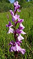 Anacamptis palustris Germany - Ichenheim