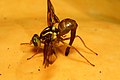 * Nomination Anastrepha fruit-fly laying eggs on pumpkin --Leonardorejorge 02:00, 29 January 2013 (UTC) * Decline  Oppose Poor quality sorry: unsharp, strong orange cast. --A.Savin 10:07, 29 January 2013 (UTC)