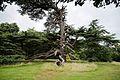 Ancient Cedar of Lebanon at Goodnestone Park Kent England.jpg