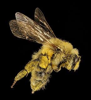 <i>Andrena hirticincta</i> Species of bee