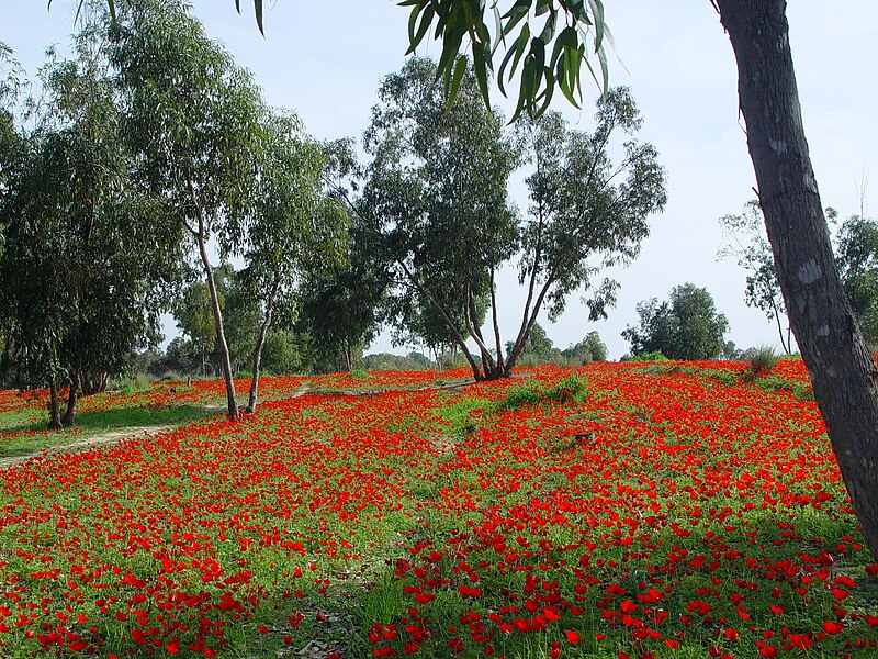 File:AnemonesIsrael1.jpg