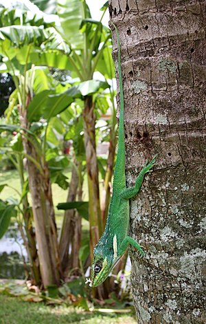 Anolis equestris