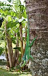 Anolis equestris