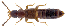 Male Anomognathus cuspidatus specimine