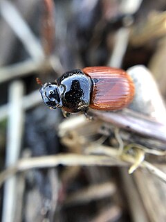 <i>Aphodius</i> Genus of beetles