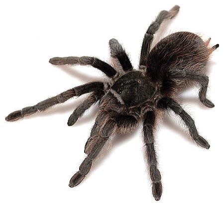 Aphonopelma_marxi