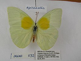 Aphrissa orbis