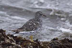 Sea runner (Aphriza virgata), moulting into a plain dress