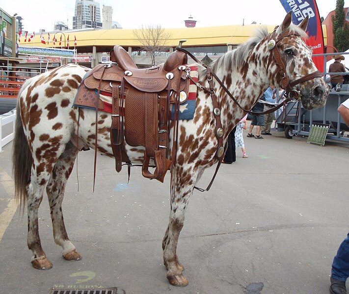 File:Appaloosa horse.JPG