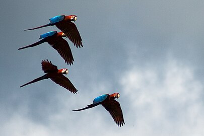 Четыре диких зеленокрылых ары летают в Перу