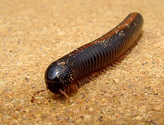 <i>Archispirostreptus gigas</i> Species of millipede