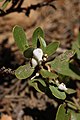 Arctostaphylos nevadensis