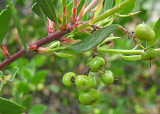 <i>Arctostaphylos stanfordiana</i> species of plant