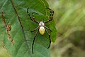 * Nomination Argiope aemula --Vengolis 01:35, 9 December 2018 (UTC) * Promotion Good quality. -- Johann Jaritz 03:02, 9 December 2018 (UTC)