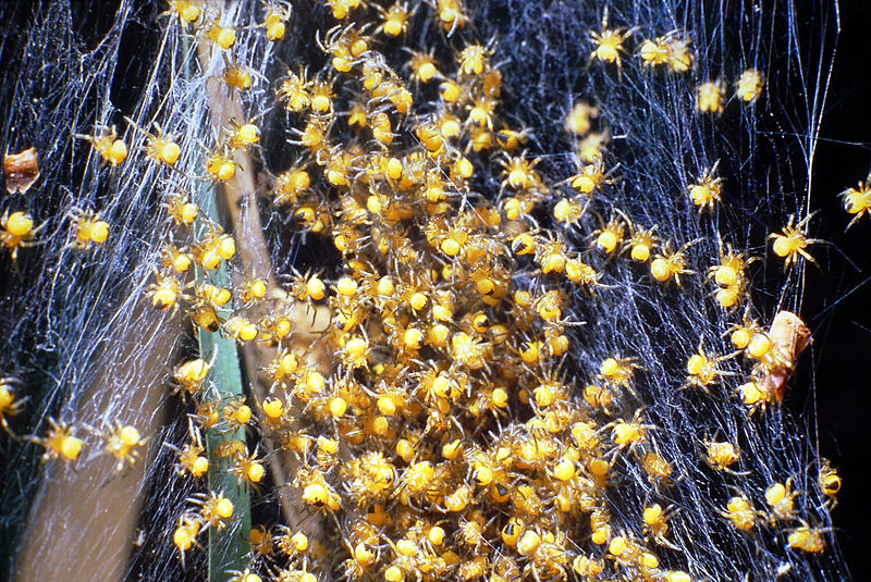 File:Argiope trifasciata nest, 1985 slide scan.jpg