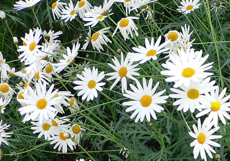 File:Argyranthemum frutescens cv Vera 2.jpg