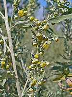 Artemisia absinthium 0002.JPG