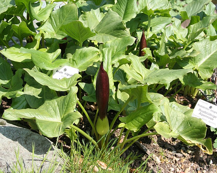 File:Arum nigrum 01.jpg