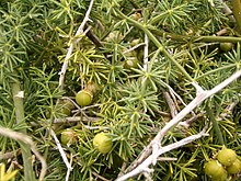 Asparagus umbellatus (La Fajana) 03 ies.jpg