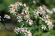 Eurybia divaricata at Behnke Nurseries, Potomac, Maryland, USA Aster divaricatus 3zz.jpg