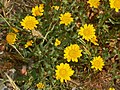 Asteraceae - Coleostephus myconis. 
 JPG