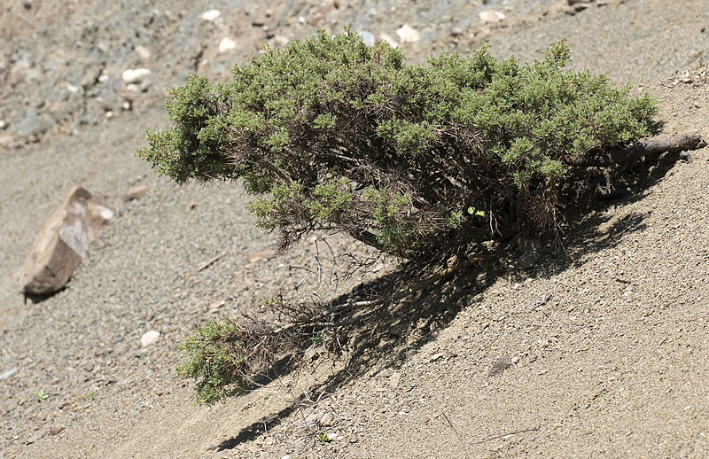 File:Astragalus - Geven 01.jpg