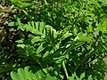 Astragalus canadensis 2019-04-16 0407.jpg