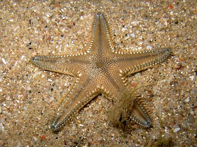 Astropecten articulatus - Wikipedia