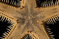 File:Astropecten polyacanthus (Comb Star; Pekapeka) (48724985911).jpg (Category:Astropecten polyacanthus)