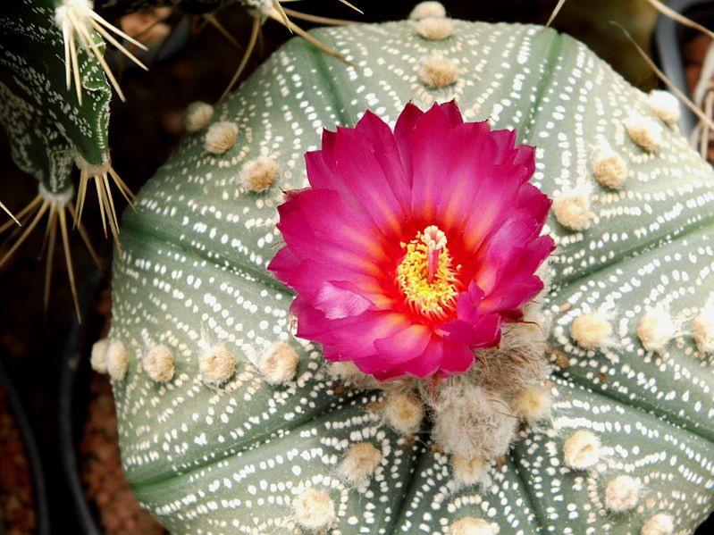 File:Astrophytum flower 327.jpg